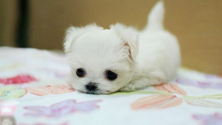 Cute maltese puppy dog HD wallpapers | Pxfuel