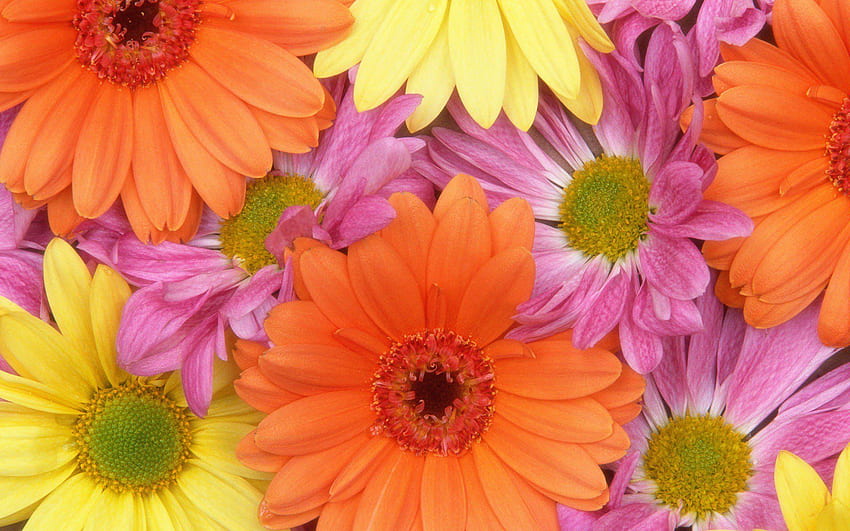 Colorful Daisies, Flowers, , , Background, and, Rainbow Daisy HD wallpaper