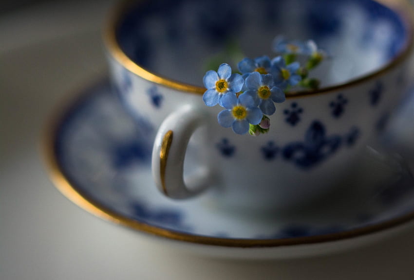 Forget me nots, cup, flower, julie jablonski, blue, white, forget me not HD wallpaper