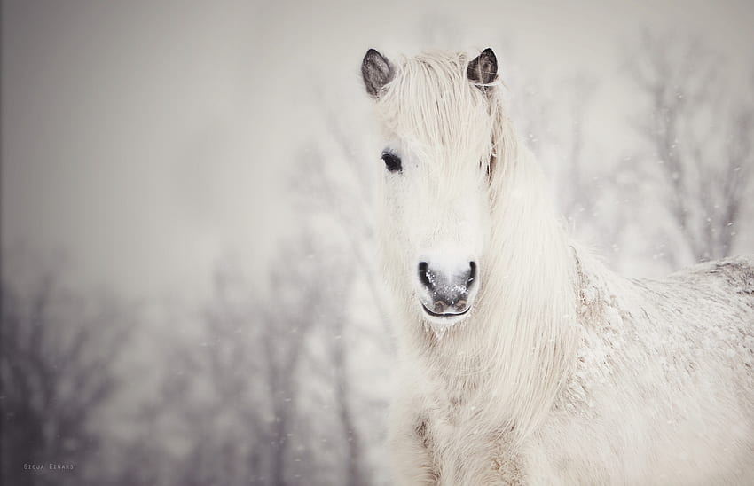 Animals, Snow, Horse, Snowy HD wallpaper