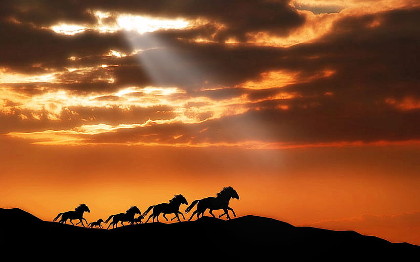 สัตว์ พระอาทิตย์ตก ม้า เงา ฝูงสัตว์ วิ่งหนี วิ่ง วอลล์เปเปอร์ HD
