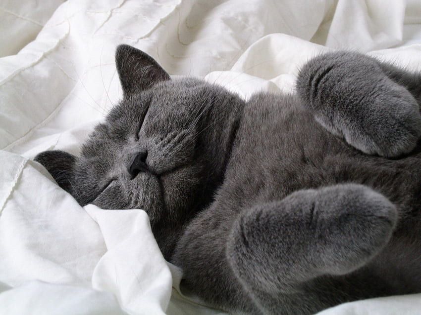 Grey cat. Grey cat , Cats, Crazy cats, Cute Gray Cats HD wallpaper ...