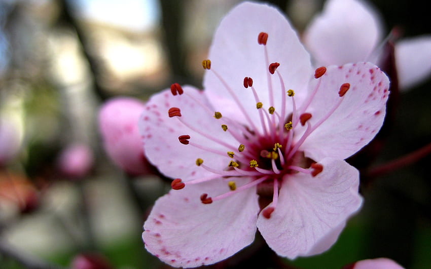 꽃, 핑크, 근접, Stamens HD 월페이퍼