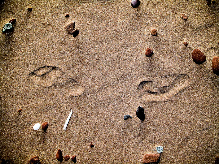 ślady życia, ślady, piasek, spokój, plaże Tapeta HD