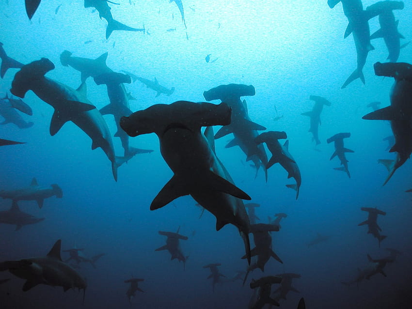Los 13 más impresionantes para las personas que aman Shark Week [Galería]. Culto de Mac, Tiburón iPad fondo de pantalla
