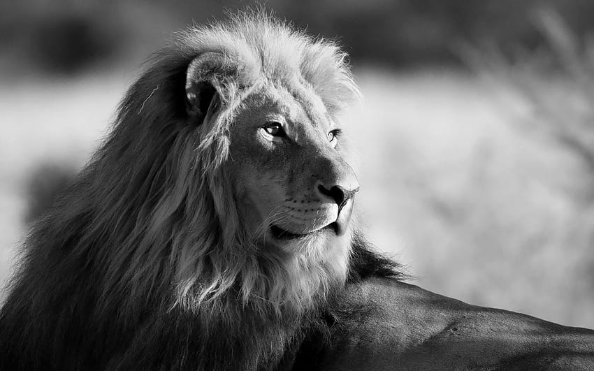 Leone in bianco e nero Disegni del leone in bianco e nero Sfondo HD