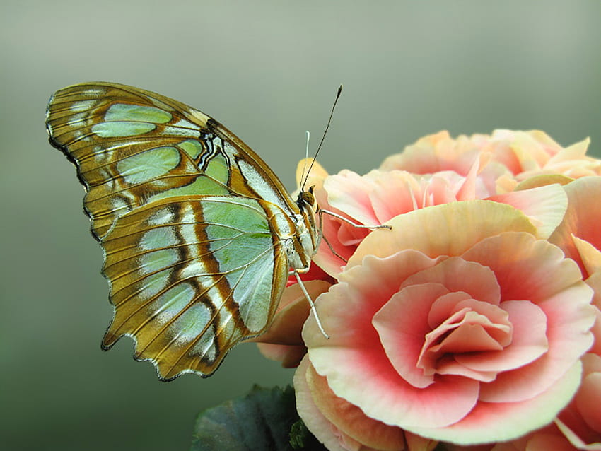 MALACHITE BUTTERFLY, wings, colorful, pink, butterfly, flower, flight, insect HD wallpaper