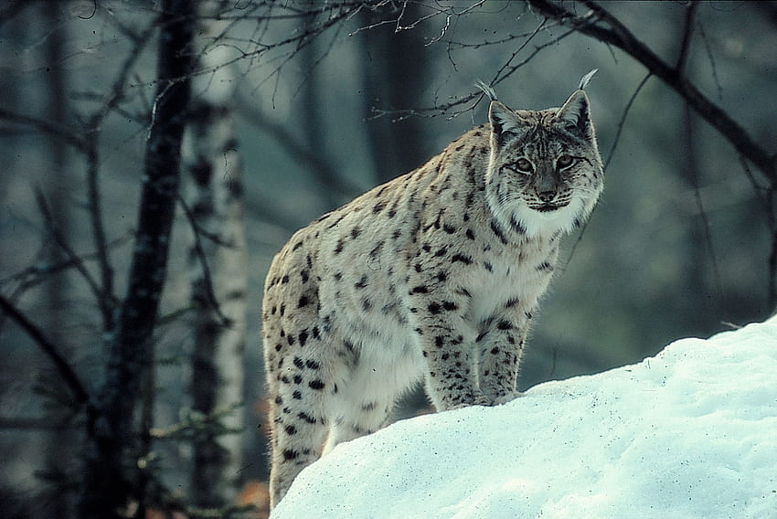 Ai Art Snow Winter Forest Animals Eurasian Lynx Wallpaper   Resolution3060x2048  ID1363005  wallhacom