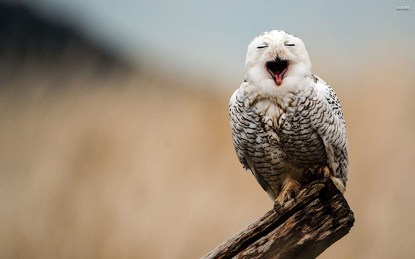 Barred Owl - Snowy Owl Background ,, Winter Owl HD wallpaper