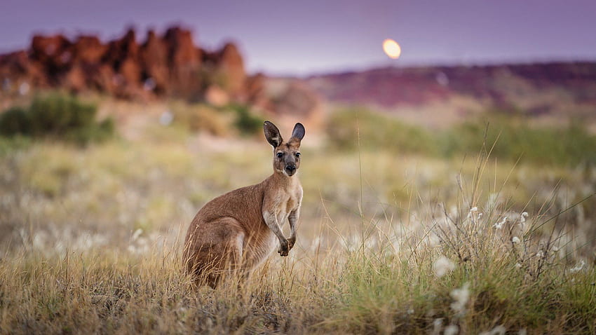 Australien, Morgen, Känguru / und mobiler Hintergrund HD-Hintergrundbild