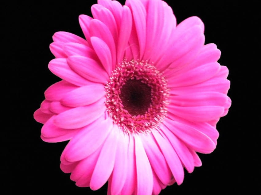 Bright On Black, background, colorful, pink, black, daisy, flower, bright HD wallpaper