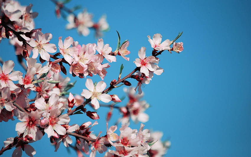 Flowers, Sky, Bloom, Flowering, Branch, Spring, Mood HD wallpaper