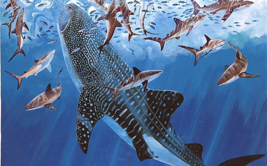 Köpekbalıkları ve 1 Trajik Olan Hakkında Şaşırtıcı Gerçekler. Byronic Adam, Güzel Köpek Balığı HD duvar kağıdı