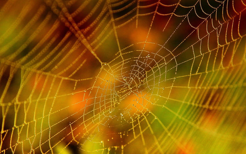 Spider Web Background, Cartoon Spider Web HD wallpaper