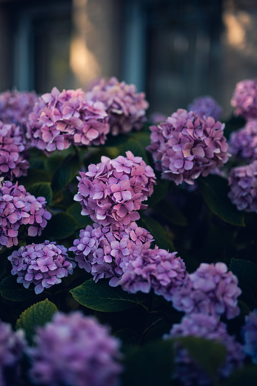Flowers, Leaves, Violet, Bush, Purple, Hydrangea HD phone wallpaper