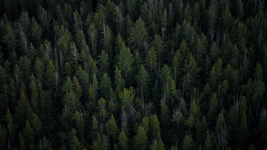 árvores, vista de cima, floresta u, Pine papel de parede HD