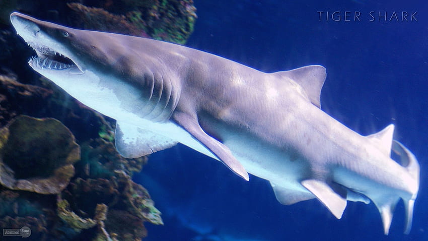 Shark Animal Spot [], Tiger Shark HD wallpaper