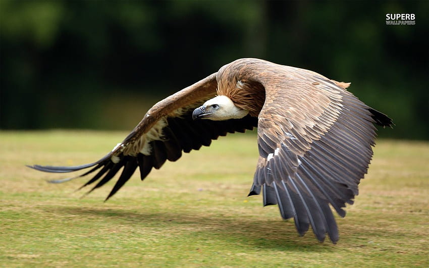 Vulture . Animals, Animal, Bearded Vulture HD wallpaper