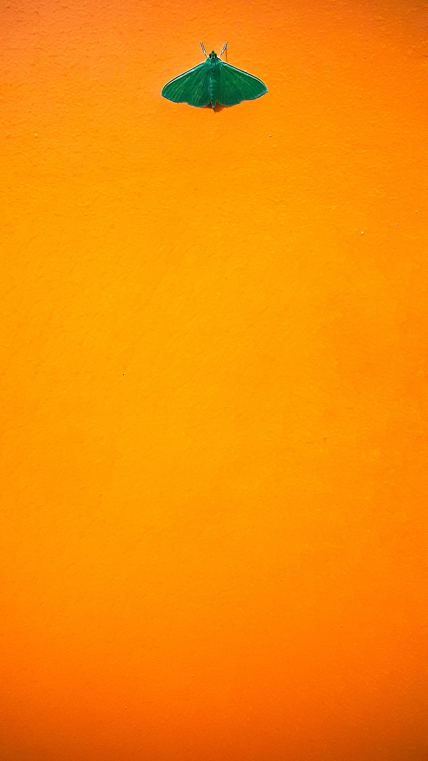Colour, orange, notch HD phone wallpaper