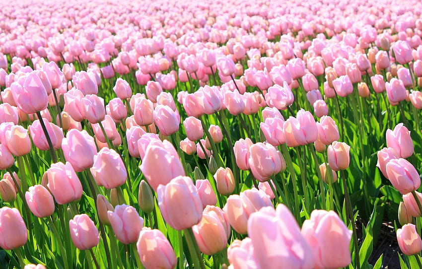 Rose, Hollande, Tulipes, Tulipes roses pour , section цветы Fond d'écran HD