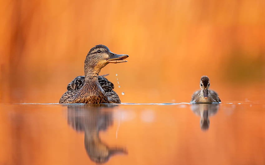 ❤️, Ente, Wasser, Spiegelung, Tier, Entlein HD-Hintergrundbild