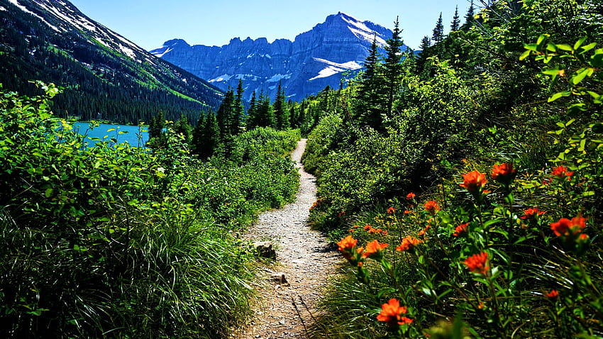 Grinnell Glacier Trail, Glacier National Park, Montana, path, USA, mountain, wildflowers, blossoms, trees, sky, flowers HD wallpaper