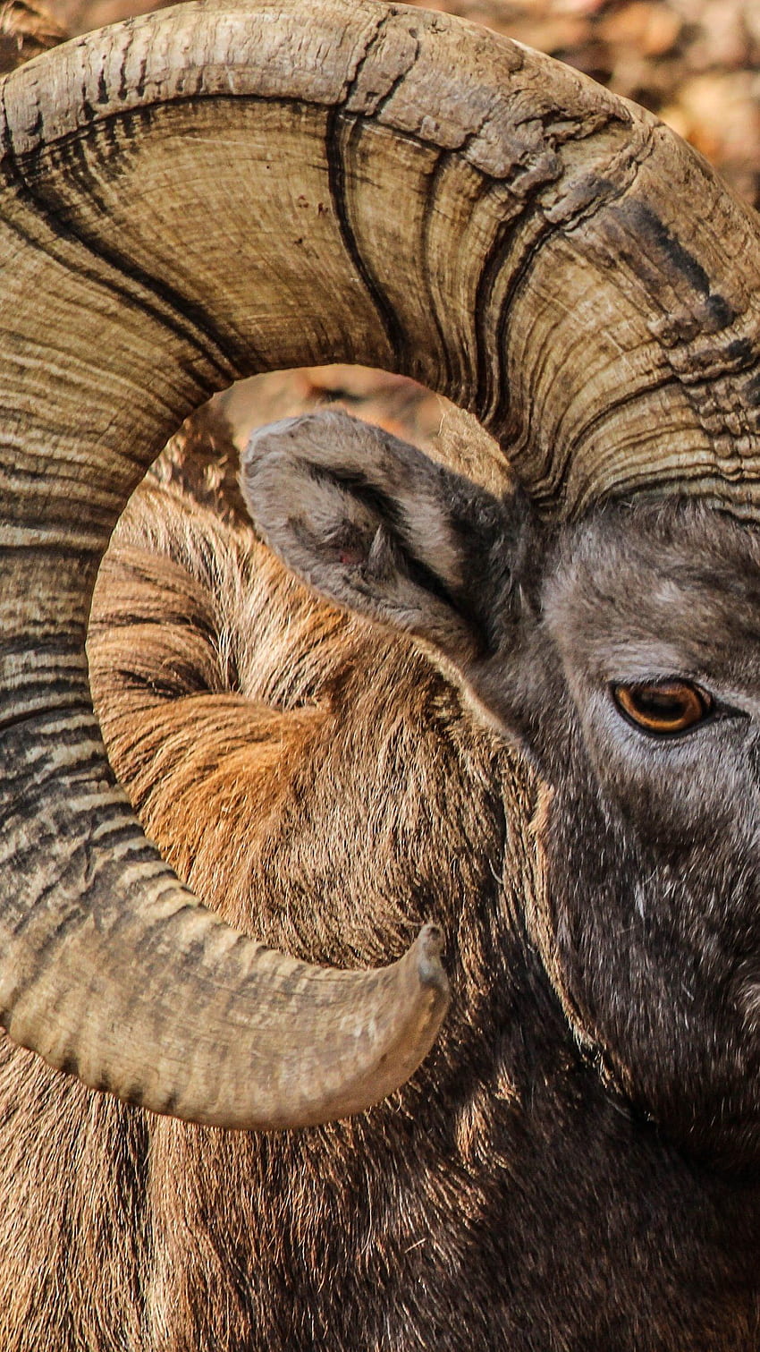 Bighorn Ram, Male, Horns, Rocky Mountain Bighorn Sheep - nature. iPhone -  Newest . s. iPhone, iPad for HD phone wallpaper | Pxfuel