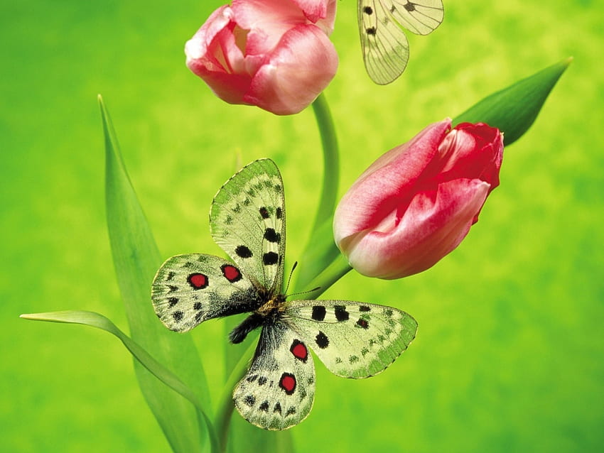 Schmetterlinge, Insekten HD-Hintergrundbild