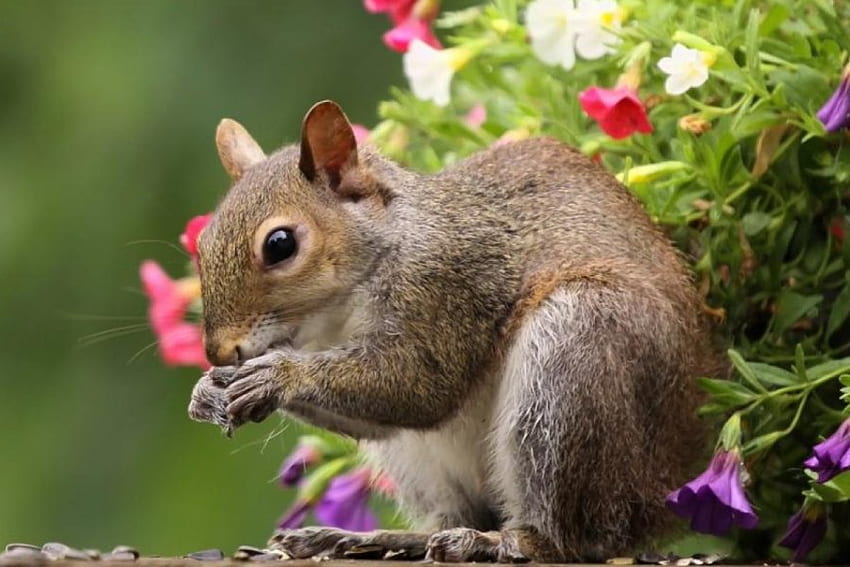 Ich habe einen Snack gefunden, Eichhörnchen, Tiere, Essen, Blumen, Petunien HD-Hintergrundbild