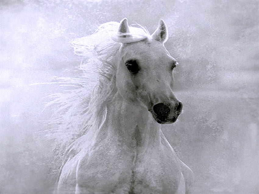 Out of the mist, mist, white, stallion, light, clouds HD wallpaper