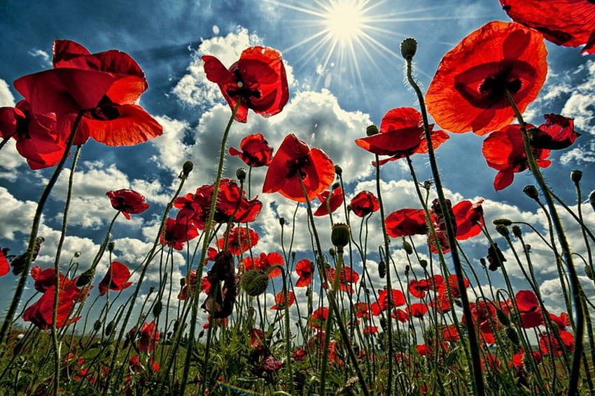 Where Flowers meet the Sky, field, red, sky, flowers, poopies HD wallpaper