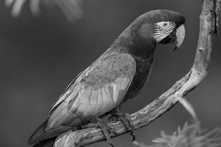 szara papuga afrykańskie ptaki koktajl papuga kolory afrykańska szara papuga 1872 - szara papuga, czarna papuga Tapeta HD