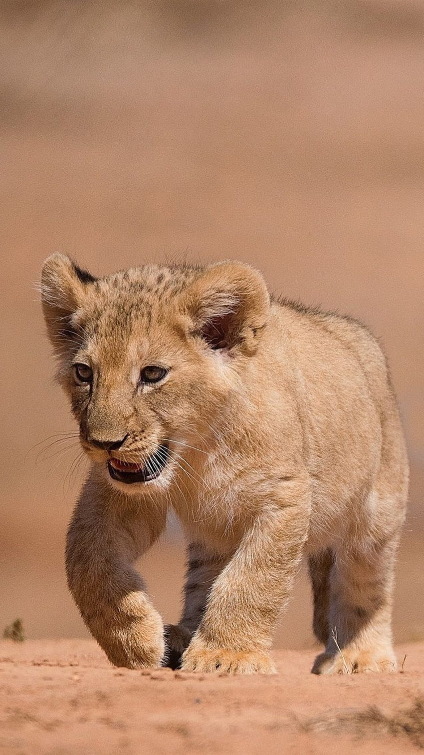 Cute Lion Cub Animal HD Wallpaper  HD Wallpapers