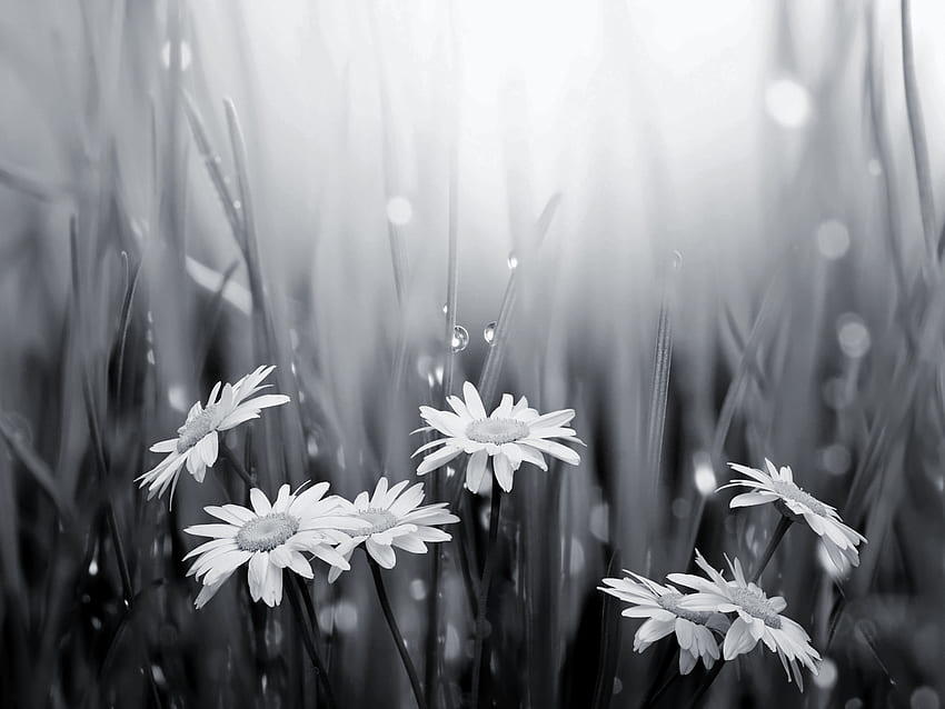 black and white daisies and raindrops happy 300th to david [] for your , Mobile & Tablet. Explore Black and White Daisy . Black and White HD wallpaper