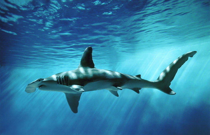 Hammerhead Sharks, Great Hammerhead Shark HD wallpaper