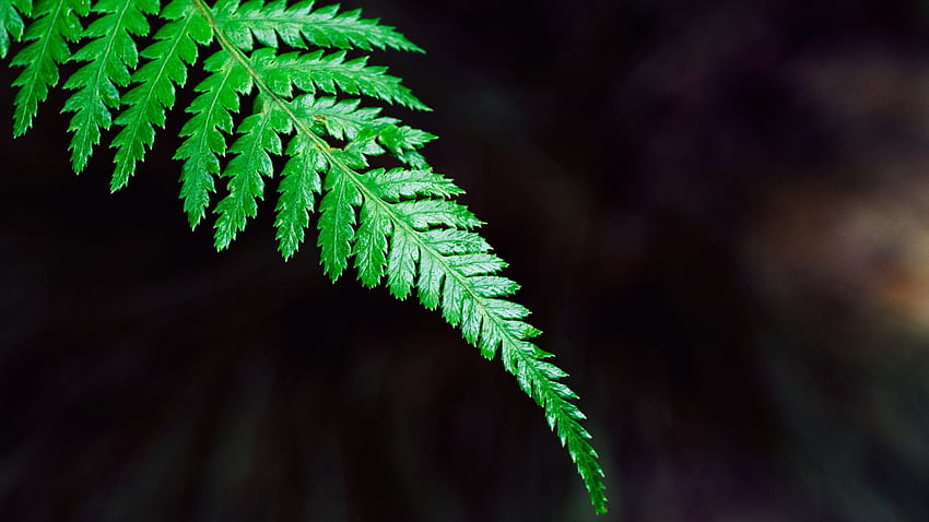 Farn, Pflanze, Blatt 1440p Auflösung, Natur HD-Hintergrundbild