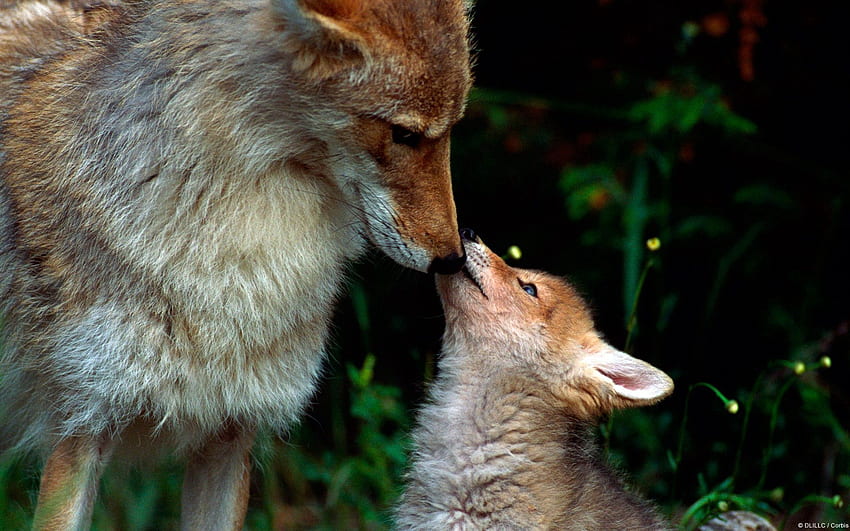 Animals, Fox, Young, Couple, Pair, Care, Joey HD wallpaper