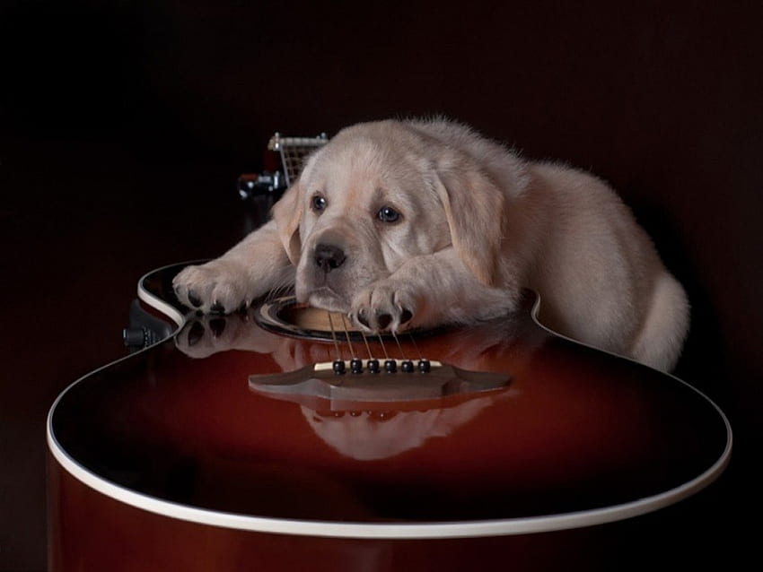 *** Sad Dog with Guitar ***, dog, guitar, brown, white HD wallpaper