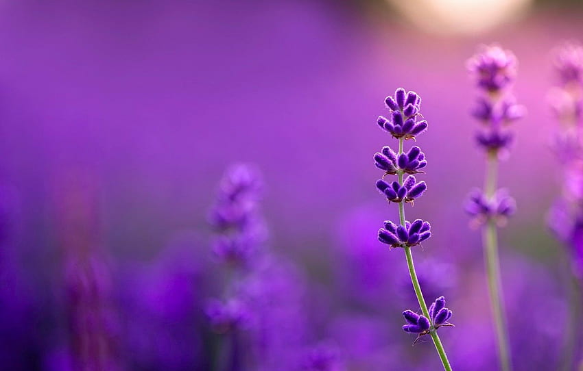 lavender, bokeh, all purple for , section макро - HD wallpaper