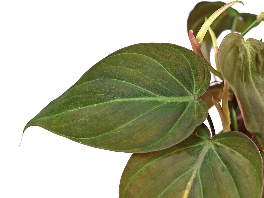 Philodendron micans Care Guide (Velvet Leaf Philodendron) HD wallpaper