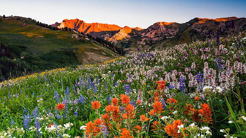 アルビオン盆地、アルタ、ユタ州、花、雲、風景、空、山、アメリカのワイルドフラワー 高画質の壁紙