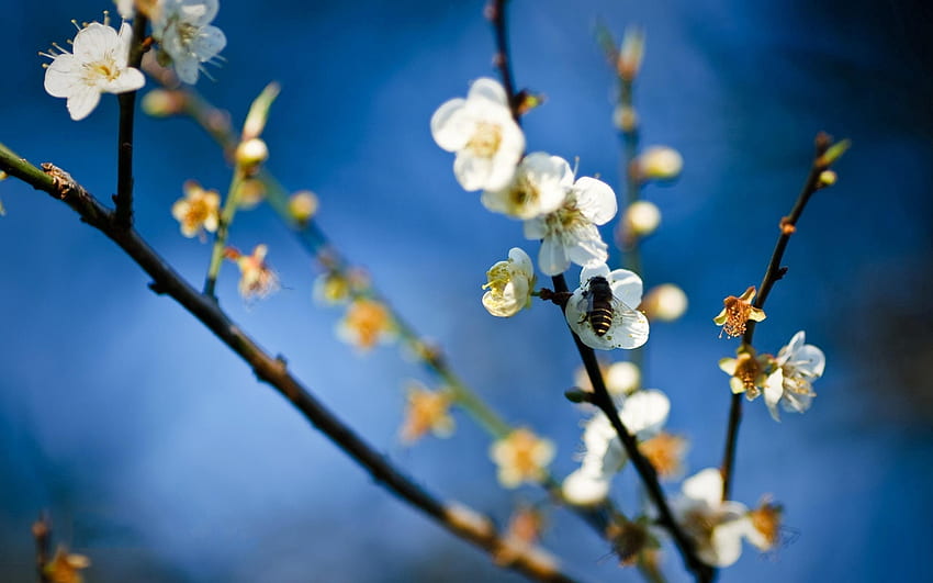 Blumen, Makro, Zweig, Biene, Bestäubung HD-Hintergrundbild