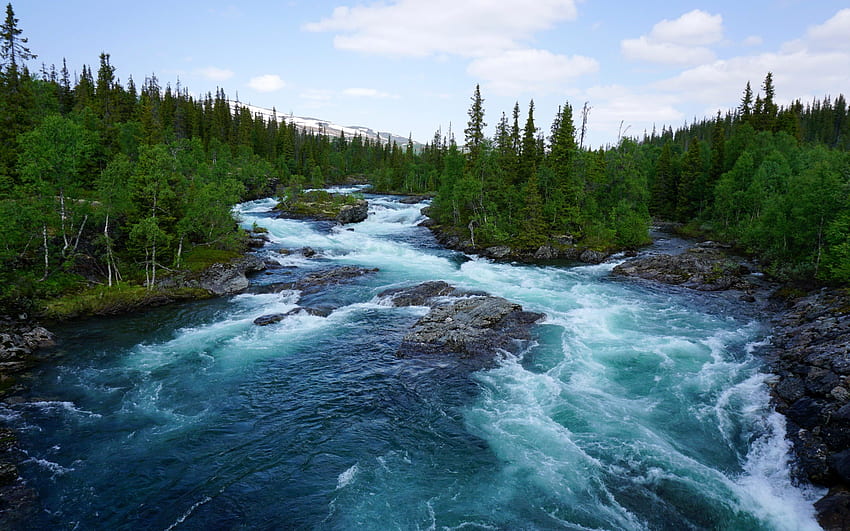 printemps, rivière de montagne, Norvège, forêt, rivière, arbres verts avec résolution. Scènes de montagne printanières de haute qualité Fond d'écran HD