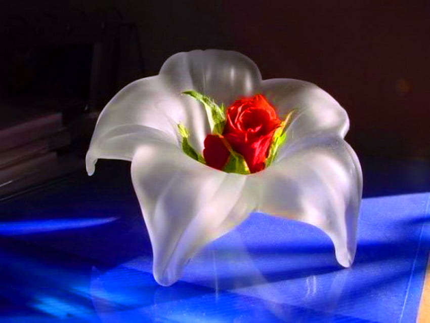 Blooms times two, blue, black, light, white lily, nestled, red rose HD wallpaper