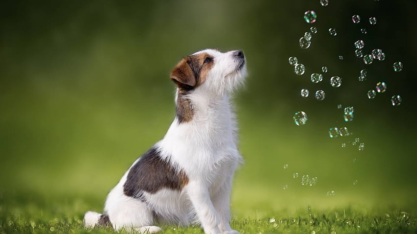 Cute Dog, dog, pup, bubbles, animals HD wallpaper