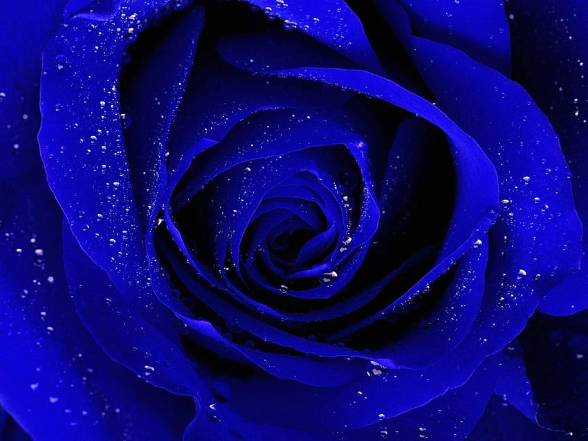 Blue Rose 34462, Blue and Pink Rose HD wallpaper