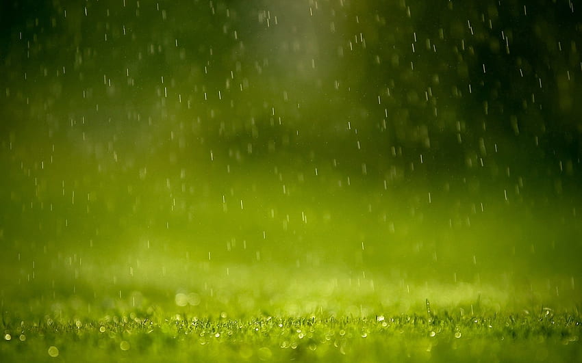 Nature, Grass, Rain, Drops, Macro HD wallpaper
