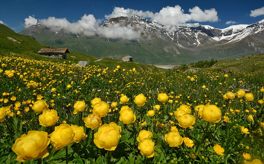 Alps France Nature Mountains Flowers Ranunculus, France Scenery HD wallpaper