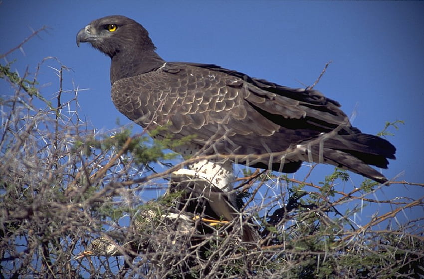 Young Bald Eagle ท้องฟ้า ขนนก นกอินทรี นกล่าเหยื่อ วอลล์เปเปอร์ HD