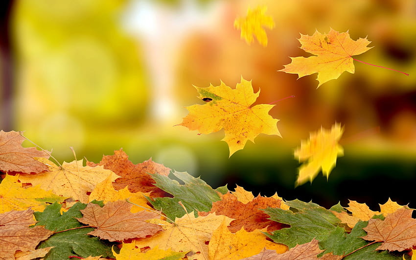 Autumn leaves HD wallpapers | Pxfuel